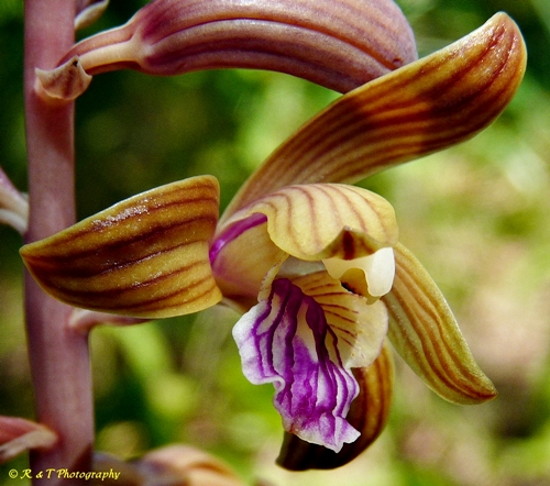 {Hexalectris spicata}